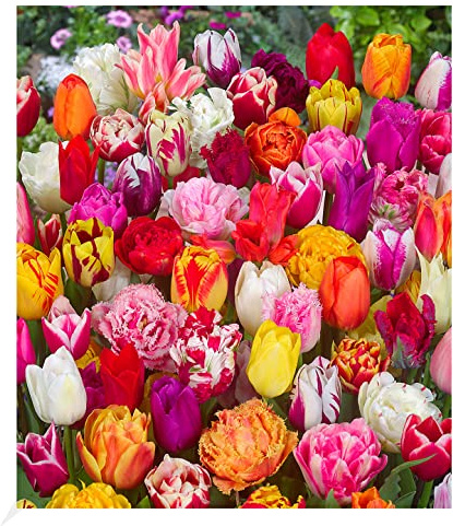 BALDUR Garten 70er Tulpenzwiebeln 'Festival Mix', Zwiebelumfang 11-12 cm | Blumenzwiebeln, mehrjährig, pflegeleicht, blühend, Tulipa, Papageitulpe, Crispa-Tulpe, Frühjahrsblüher