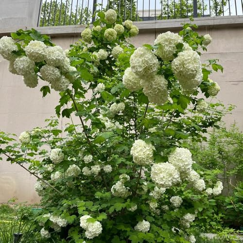 Semi di ortensia palla di neve, semi vecchie varietà decorazione da giardino per esterni da esterno resistenti esotiche 150pcs