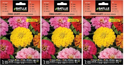 Semillas Batlle - Zinnia GIGANTE flor DALIA vda (Paquete de 3)
