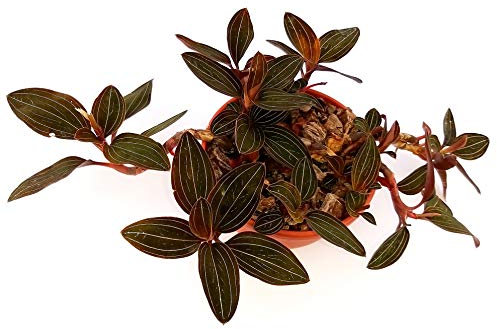 POWERS TO FLOWERS - ORCHIDEA LUDISIA, pianta vera