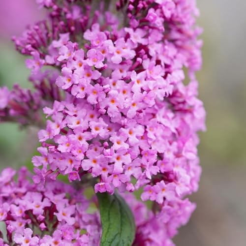 Light Pink Butterfly Bush Plant in 4 Inch Pot, Live Butterfly Bushes, Butterfly Bush Live Plant, Live Butterfly Bush Ready to Plant Ourdoor Garden, Butterfly Bush Flower Plant