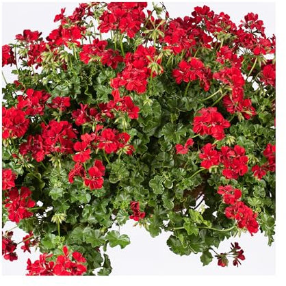 Trailing Geranium Becky - 6 Starter Plants 6 Vibrant Basket Plants. Perfect for Baskets or containers. Vibrant Flowers for The Garden or Balcony. Pelargoniums.
