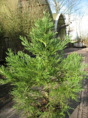 immergrüner Mammutbaum Sequoiadendron giganteum 50-60 cm hoch im 7,5 Liter Pflanzcontainer