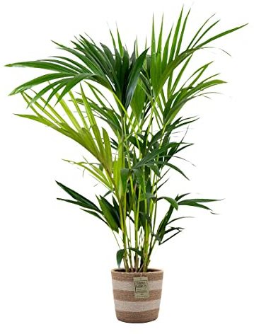 Bloomique - Howea Forsteriana - Kentia Palme - Zimmerpflanzen - Pflegeleicht - Haustierfreundlich - Höhe 90-100 cm - Mit Jute Korb 19 cm - Topf 19 cm