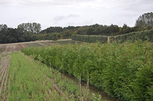 [x10] Green Leylandii | Hedging Conifers | Evergreen | Ready to Plant | 2-3ft | 60-90CMS | Barerooted