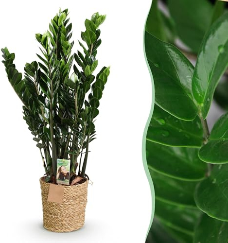 Green boutiQ - Plantes d'intérieur - Zamioculcas - Plante ZZ - Peu d'entretien - avec panier - Vert - 1 Plante - Pot 21cm - Hauteur 80-90cm