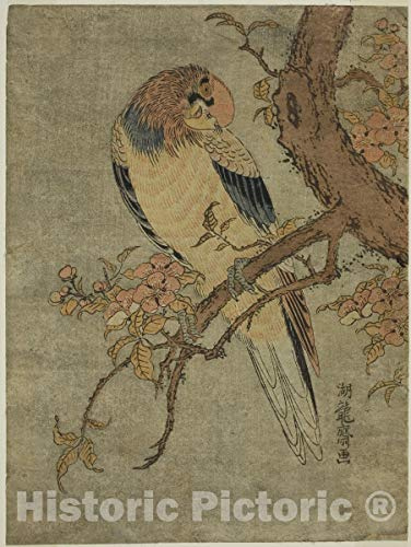 Historic Pictoric Print : Parrot on Quince Tree, Isoda Koryusai, c 1765, Vintage Wall Decor : 33in x 44in