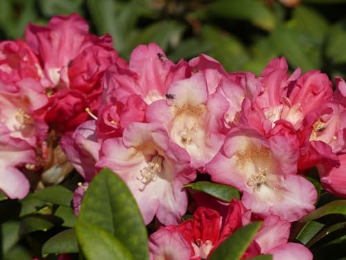 Rhododendron yakushimanum Okapi - Ball-Rhododendron 30-40