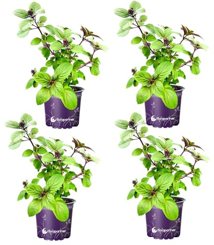 Kräuterpflanze FLORAPARTNER Strauchbasilikum African Blue Ocimum kiliman.x basilicum 4er Set