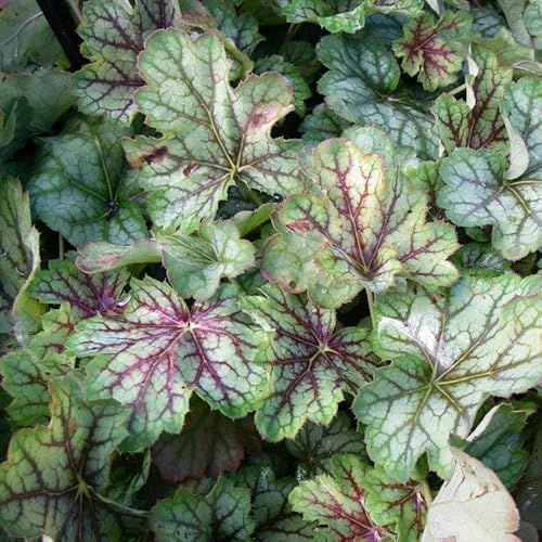 6x Heuchera 'Green Spice' – Vaso 9x9 cm – pianta ornamentale foglia verde argento giardino
