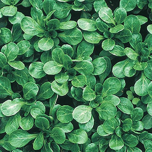 Buy4seeds 1300 Seeds Corn Salad Lambs Lettuce Mache Useful for Garden and Outdoor