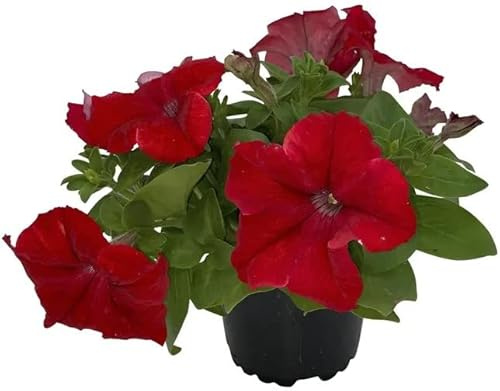 Planta de Petunia Natural para Exterior del Hogar