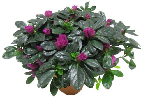 Azalea Planta Natural: El Complemento Ideal para tus Ambientes Interiores y Exteriores