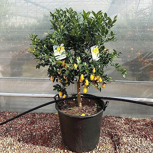 SAVINI VIVAI Zedernpflanze, Riesenzeder, Zitrusbaum im 70 cm Topf, Höhe 180–200 cm, 16–18 Jahre, Veredelung, hergestellt in Italien