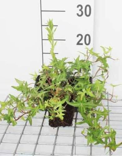 12 x Hedera helix Sagittifolia - Edera sagittata - vaso 9x9 cm
