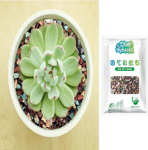 Kasmole 500g Natur Vulkangestein Für Blumentopf Dekosteine - Bonsai Kieselsteine - Lavamulch Lavagranulat - Pflanztöpfe Topping Deko Blumenerde Drainage Substrat | Für Garten Sukkulenten Kakteen