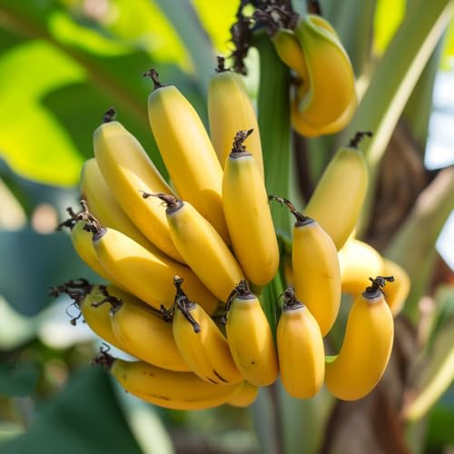 semi di banana - giardino interno esotici rare perenni resistenti decorazione 90pcs