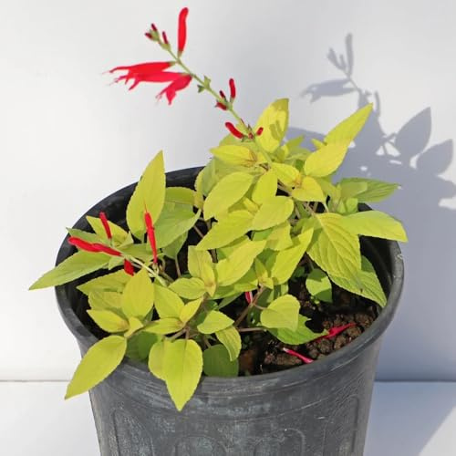 Semillas de salvia - perennes Salvia japonica - Semillas de variedades antiguas semillas para camas elevadas 80pcs