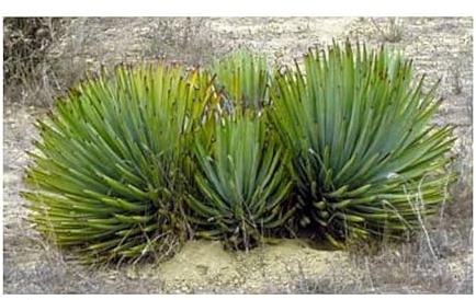 Seeds Plants Shop ID243 Lot de 5 graines de plantes de jardin Hesperoyucca whipplei Eremica Cabo Yucca