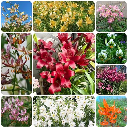 lirios semillas de de balcón semillas lirio balcón cortadas silvestres sombra jardín pradera trepadoras, jardín rocas primavera, 250semillas