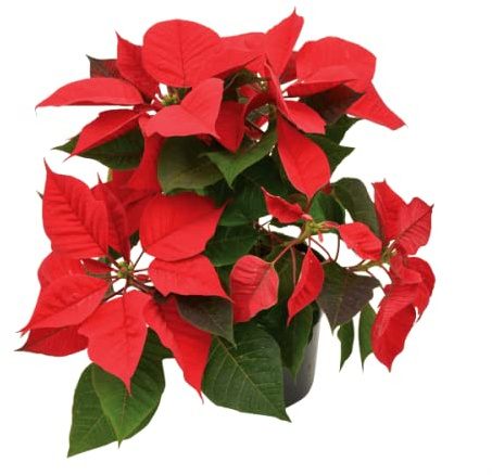 Planta Natural de Pascua DECOALIVE Flor de la Navidad para Decorar el Hogar Planta Típica Navidad Regalo Tradicional (8436601575432)