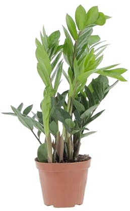 KENTIS - Zamioculcas Zamiifolia - Piante Vere da Appartamento - Pianta Purifica Aria da Interno - Facile Cura - H 25-35 cm Vaso Ø 12 cm