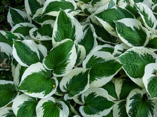 Hosta Plants, 'Patriot', 1 x Full Plant in a 2 Litre Pot, Hosta, Garden Ready and Ready to Plant, Premium Quality Perennials