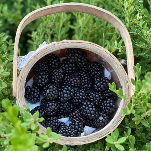 Semillas de mora, resistentes Rubus fruticosus, semillas variedades antiguas de balcón resistentes raras 100pcs