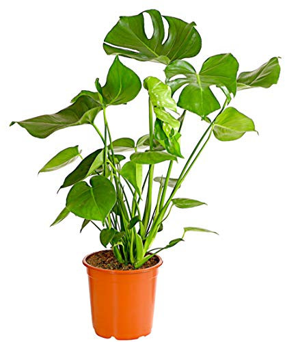 Dehner Fensterblatt-Monstera, geschlitztes Blattwerk, ca. 60-70 cm, Ø Topf 21 cm, Zimmerpflanze