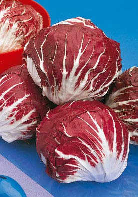 Salerno Seeds Red Round Chicory Radicchio Cicoria Rossa Di Chioggia 7 Grams Made in Italy Italian Non-GMO