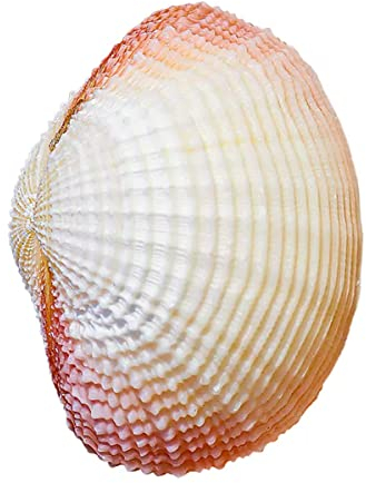 Coquillage naturel de coquille de noix de Conque， Coquillages géants de conque de l'océan, parfaits for la décoration de mariage, les fêtes sur le thème de la plage, les décorations for la maison, les