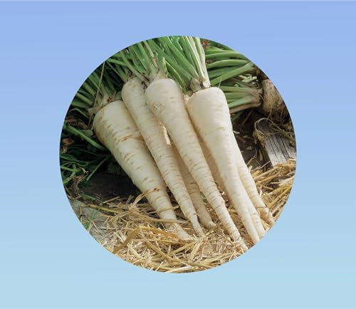 150 Graines de Persil de Hambourg - Variété Tubéreuse Racines Comestibles - Légume-Racine Ancien - Goût Noisette