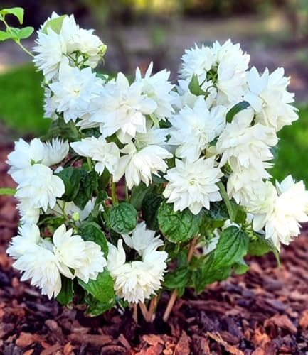 BALDUR Garten 2x Duftender Gartenjasmin 'Pearls of Perfume®' | Pflanzen im 9x9 cm-Topf, Lange Ernte, gefüllte Blüten, süßer Duft, winterhart, pflegeleicht, mehrjährig, für Beet & Kübel