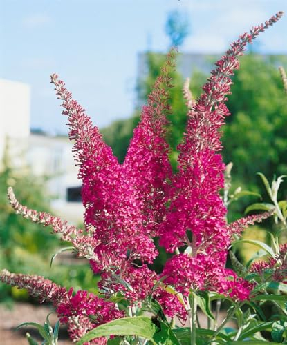 Schmetterlingsflieder Buddleja davidii Summer Beauty 80-100 cm winterhart
