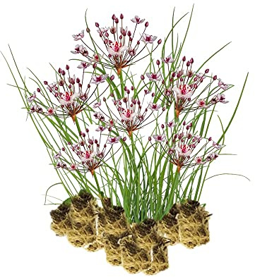 vdvelde.com - Schwanenblume - 15 Stück - Lose Stecklinge - Butomus Umbellatus - - 15 wasserpflanzen für 1 m²- Ausgewachsene Höhe: 80 cm- Platzierung: -1 bis -20 cm