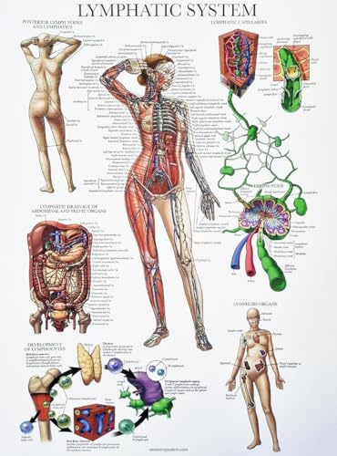 KUSTOM ART Póster decorativo de pared Serie Información General Anatomía Humana Ciencia Médica Sistema Linfático del Cuerpo para Escuelas Impresión en Papel Patinado 40x30 cm Sin Marco