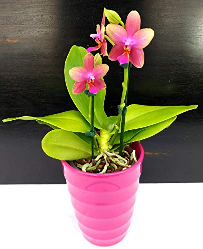 POWERS TO FLOWERS - ORCHIDEA PHALAENOPSIS LIODORO PROFUMATA IN VASO CERAMICA FUCSIA, pianta vera