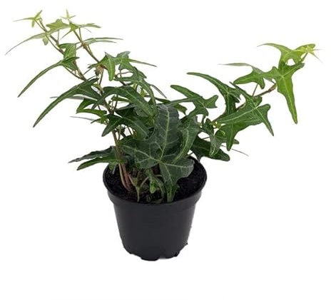 Hiedra Natural Planta Que Purifica el Aire | DECOALIVE | Planta de Interior Natural Hedera Helix