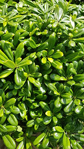 Pittosporum tobira 'Nana' / Pittospore du Japon nain/Conteneur de 3 à 4 litres