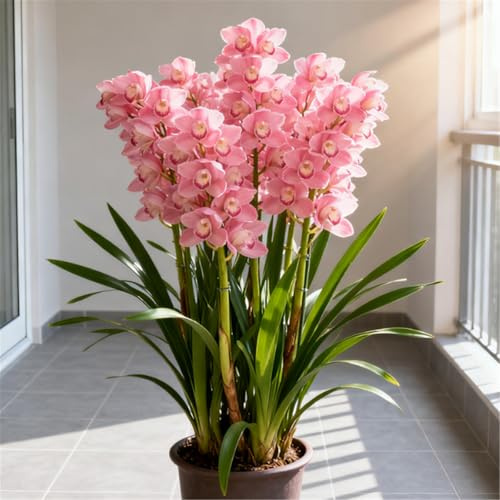Variedad rara - Cymbidium perenne resistente - Rizoma de Cymbidium - Decoración para escritorio y repisa-3 PCS-H