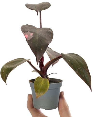 Baby Philodendron Pink Princess Marble - Small Indoor Plants - House Plants for Home Office - Grow Your Own Baby Plant - Indoor Plant in 6cm Pot