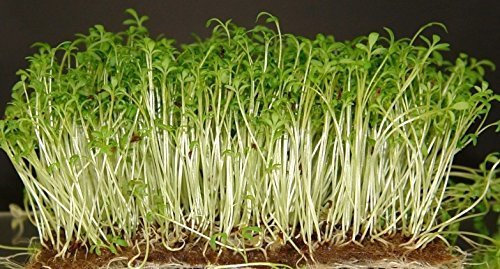 FRISÉES CRESS * 100 * GRAINES FRAIS poivrées SAVEUR *