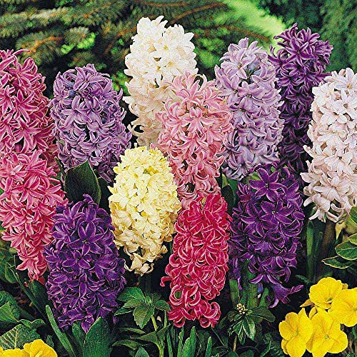 Hyacinth Pagoda Mix Garden Plant Hardy Bulb Flowering Garden Plants Easy to Grow Your Own 100x Bulbs by Thompson and Morgan (100)