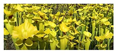 Stk - 5x Sarracenia flava var. ruegelii giant Fleischfressende Pflanzen - Samen B207 - Seeds & Plants Shop by Ipsa