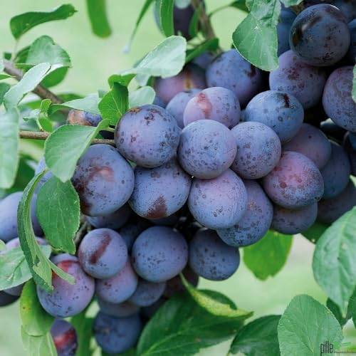 The Czar Pflaume Pflaumenbaum Busch 2-jährig kleinbleibend| Selbstfruchtend