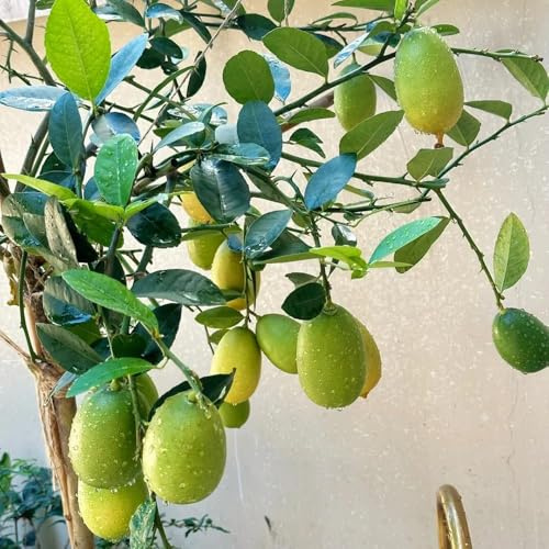 120 piezas semillas de limonero para balcón - Los enanos son resistentes decoración semillas de rara jardin