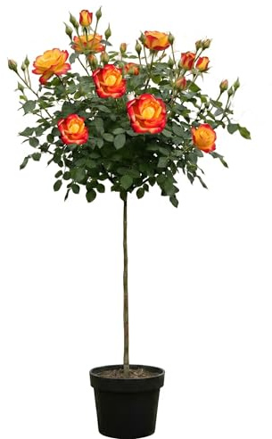 Rose 'Mein München' Hochstamm, Rosen-Stamm Orange-Gelb, ca. 170–180 cm