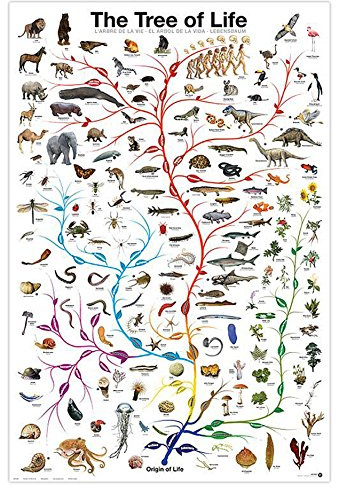 Close Up Lebensbaum Poster The Tree of Life (61 cm x 91,5 cm)