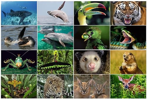 Edition Colibri 16 Lentikular Karten: Tieren aus aller Welt als Geschenk, 3D-Postkarten, Mitgebsel für Kindergeburtstag, Geschenke für Mädchen, Tierkarten