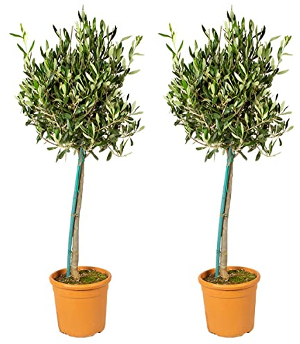 Bloomique - 2er-Set - Olea Europaea - Olivenbaum auf Stamm - Gartenpflanzen - Winterhart - Inklusive Pflanzennahrung - 80-100 cm Hoch - Topf 19 cm